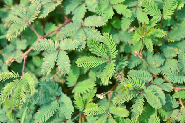 Herbe Des Plantes Sensibles, Mimosa Pudica Shameplant