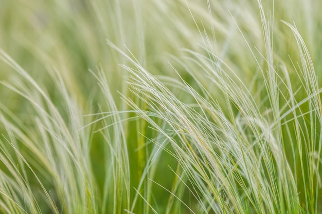 Herbe à plumes ou à aiguilles