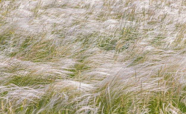 Photo herbe à plumes ou à aiguilles