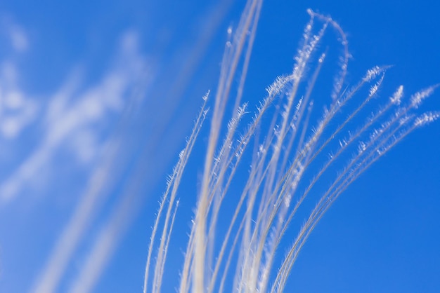 L'herbe à plumes dans un ciel bleu clair