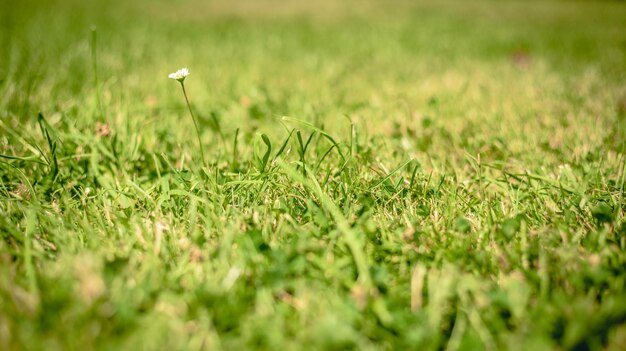 Photo l'herbe pousse sur un champ herbeux