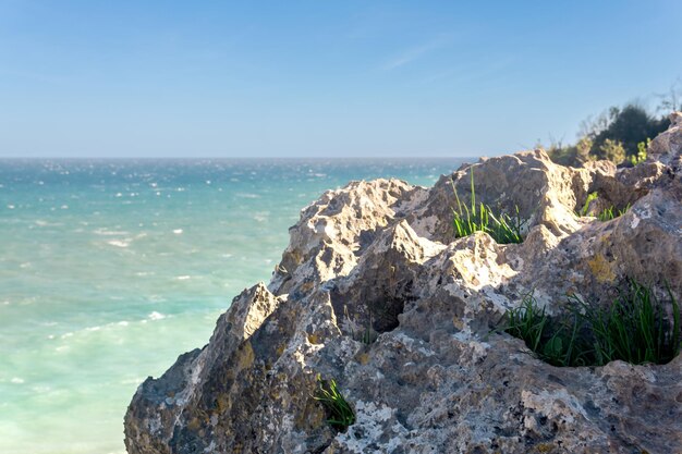 L'herbe pousse dans les fissures de la pierre au bord de la mer