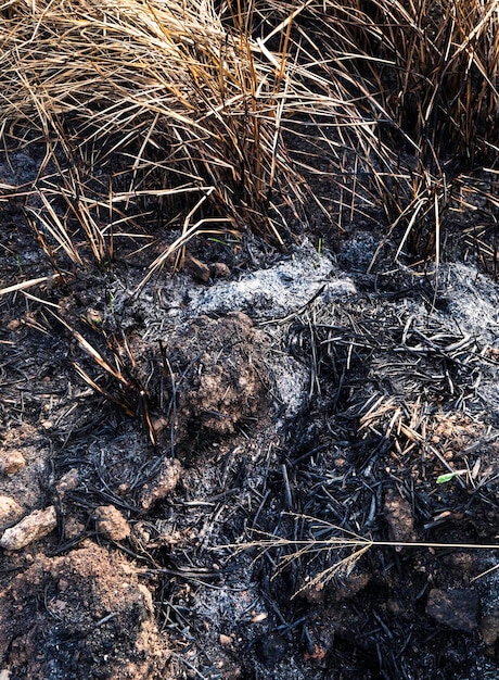 L'herbe pousse dans un incendie de forêt récemment brûlé