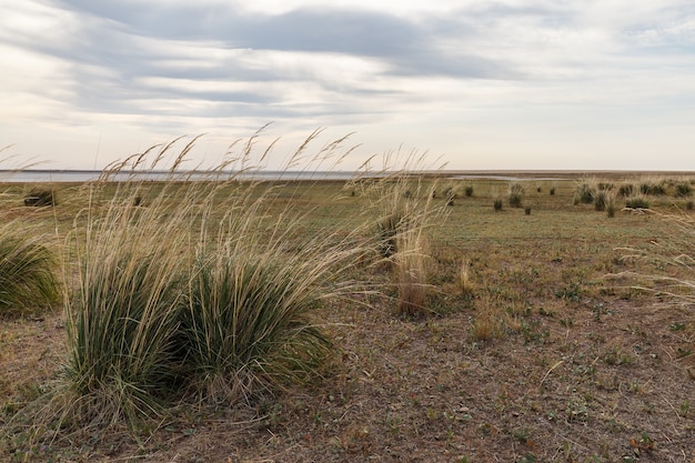 L'herbe pousse sur le lac. De grandes buttes d'herbe sur les rives d'un lac salé dans la steppe du Kazakhstan