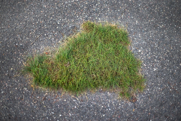 L'herbe pousse à travers l'asphalte