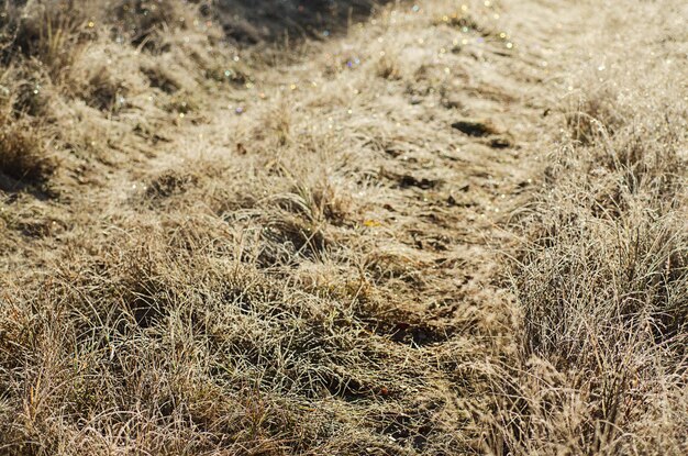 Herbe de prairie gelée au matin, fond d'hiver naturel vintage