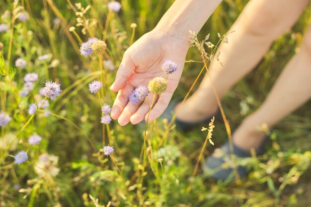 Herbe de prairie sauvage d'été et fleurs en main de fille, gros plan, nature, écologie, saison estivale