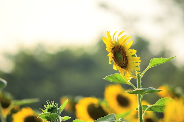 Herbe de prairies de tournesol dans la ferme le matin.