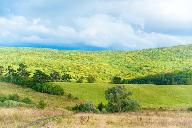 Herbe sur le pré vert et le ciel bleu avec des nuages