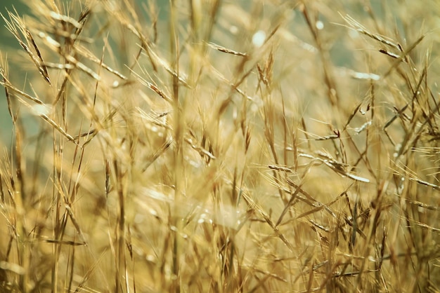 Herbe des prés au soleil du matin