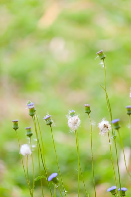 L'herbe des prés dans la nature et le flou blackground, copy space