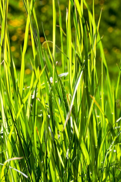 Herbe de printemps fraîche allumée par une journée ensoleillée