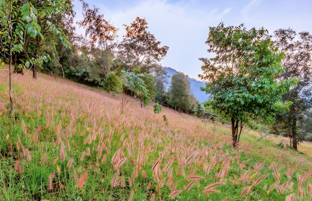 Herbe qui fleurit sur la colline