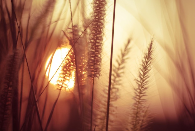 Photo l'herbe qui pousse au coucher du soleil