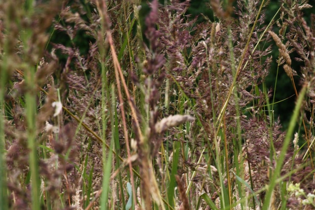 Photo l'herbe qui pousse sur le champ