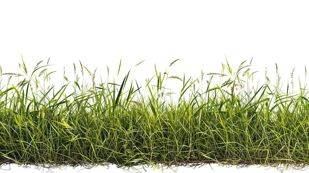 Photo de l'herbe qui pousse dans un champ avec un fond blanc