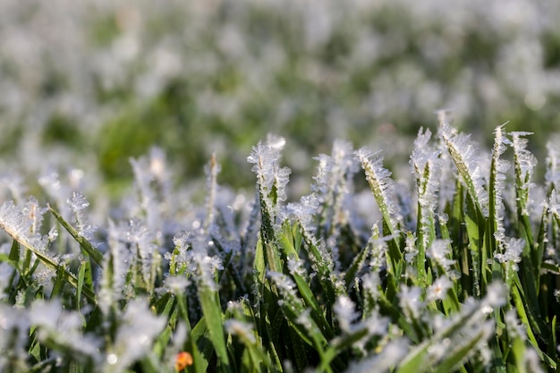 herbe recouverte de glace et de givre en hiver, l'herbe gèle avec des morceaux de neige et de glace sur le terrain en hiver