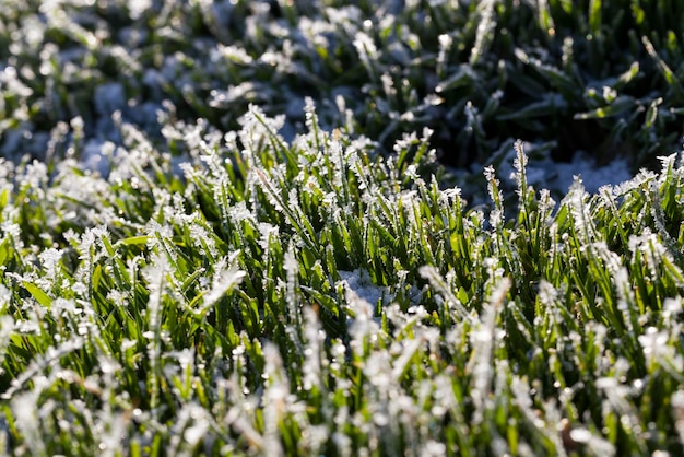 L'herbe recouverte de glace et de givre en hiver l'herbe gèle avec des morceaux de neige et de glace sur le terrain en hiver