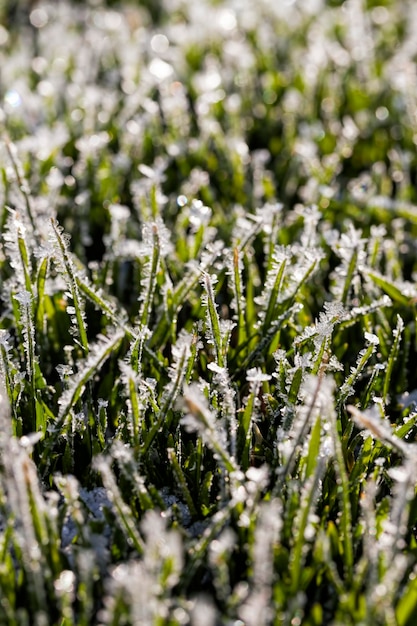 Herbe recouverte de glace et de givre en hiver