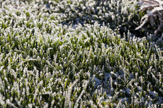 Herbe recouverte de glace et de givre en hiver