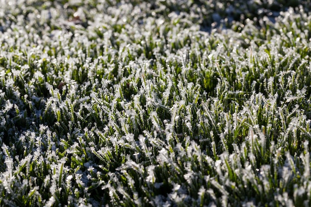 Herbe recouverte de glace et de givre en hiver