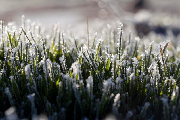 Photo herbe recouverte de glace et de givre en hiver