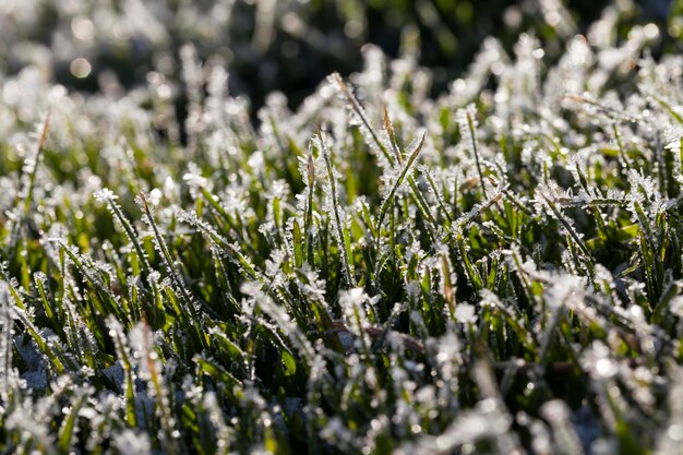 Herbe recouverte de glace et de givre en hiver