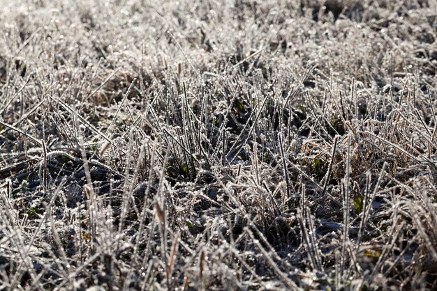 Herbe recouverte de glace et de givre en hiver