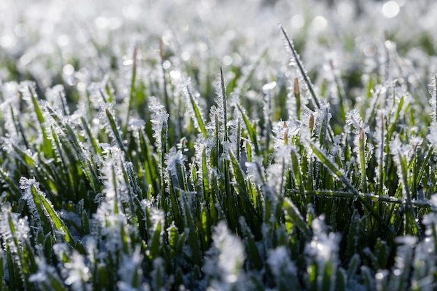 Herbe recouverte de glace et de givre en hiver