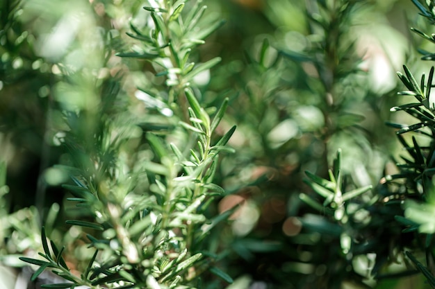 L'herbe de romarin frais pousse en extérieur. Gros plan de feuilles de romarin.