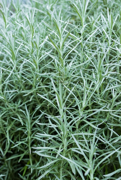 L'herbe de romarin frais pousse les feuilles de romarin en plein air en gros plan