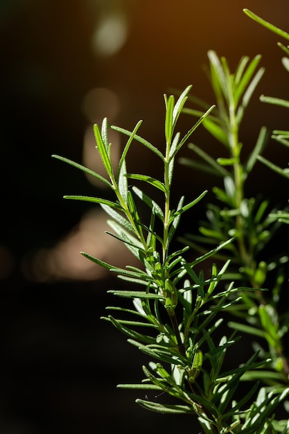 L'herbe de romarin frais pousse les feuilles de romarin en plein air en gros plan