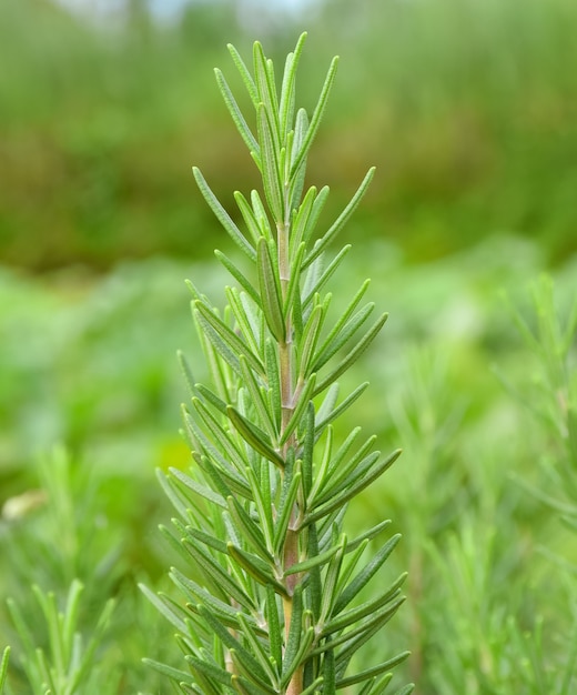 Herbe de romarin frais poussent en extérieur