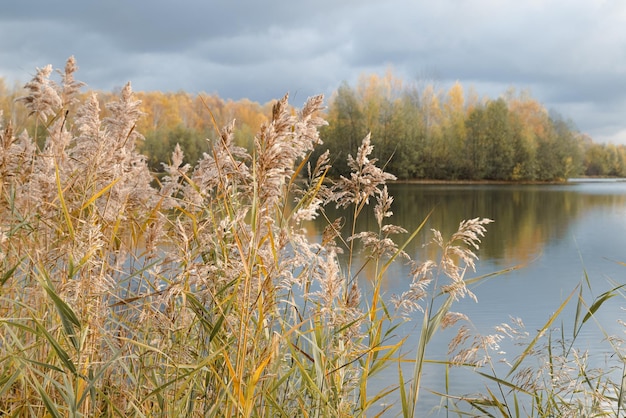 Herbe de roseau séchée moelleuse sur la rive du lac en automne jour de pluie