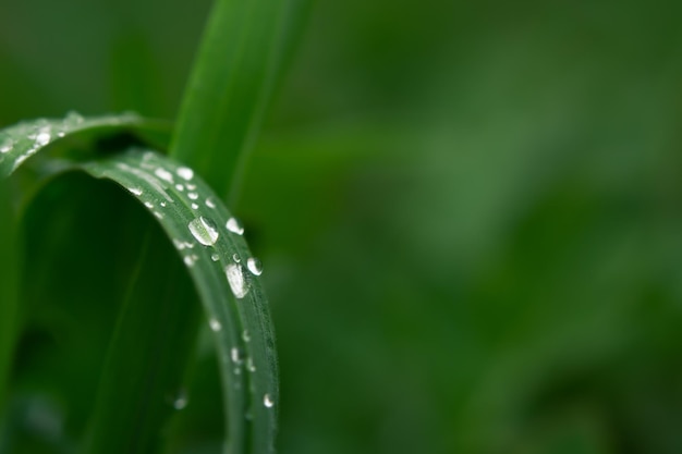 Herbe rosée tôt le matin Belle couleur émeraude de l'herbe d'été