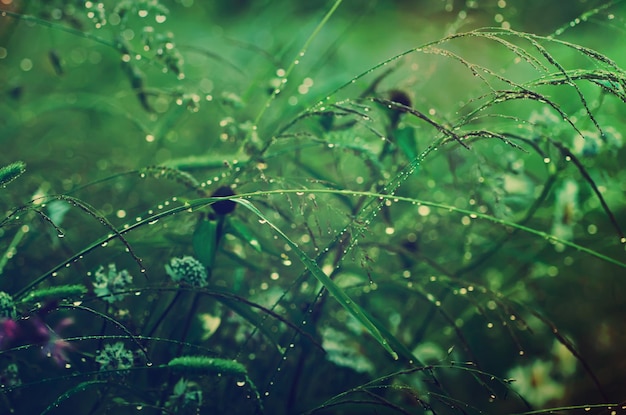 Photo l'herbe avec la rosée