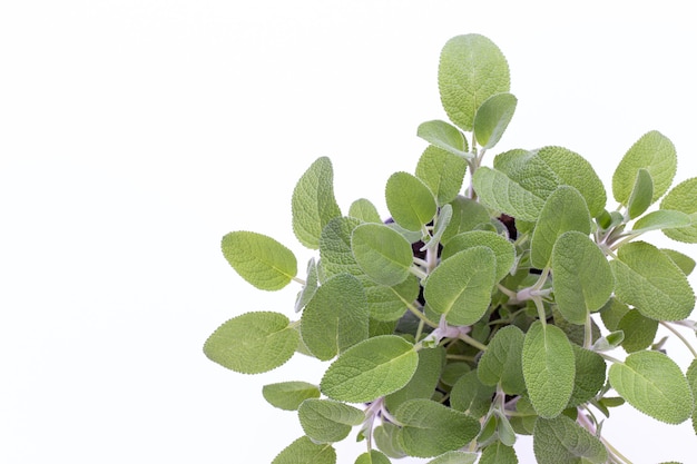 Herbe de Salvia isolé sur fond blanc