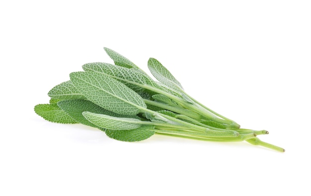 Herbe de sauge isolé sur fond blanc