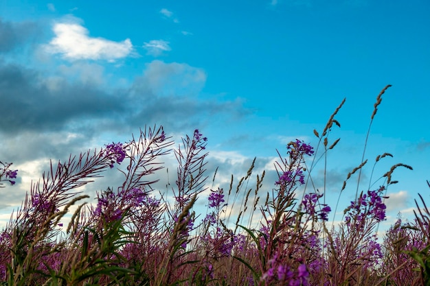Herbe de saule en fleurs Ivan tea on blue sky Willowherb meadow willowherb tea