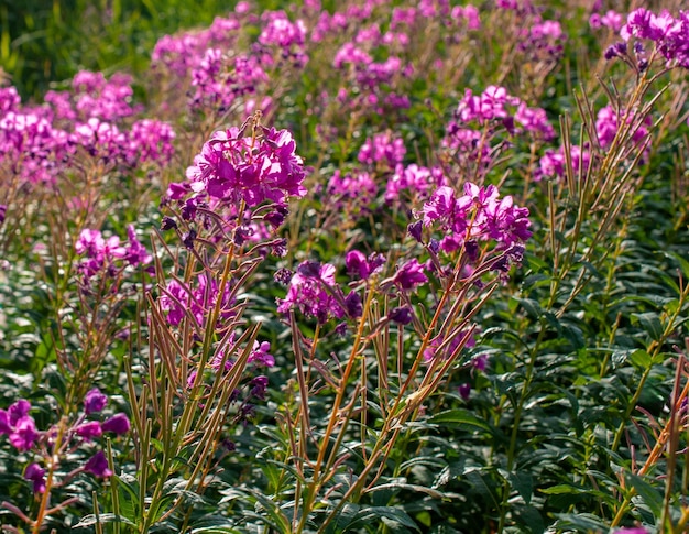 l'herbe de saule, une plante populaire qui pousse dans les prairies de Scandinavie