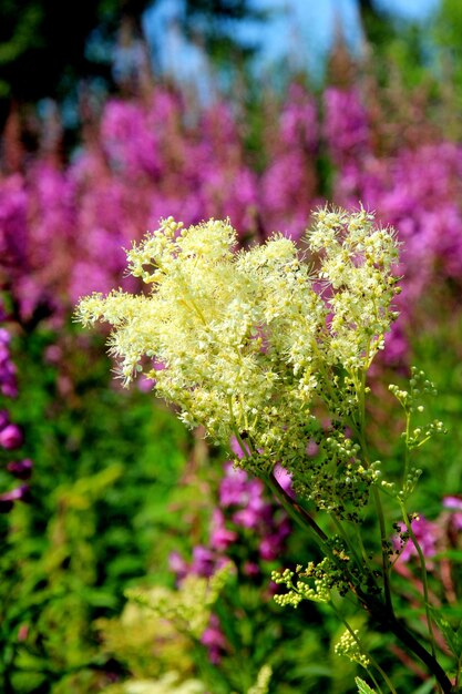 Herbe de saule rose pourpre ou herbe sauvage d'épilobe, utilisée pour brasser la boisson fermentée russe thé ivan chai