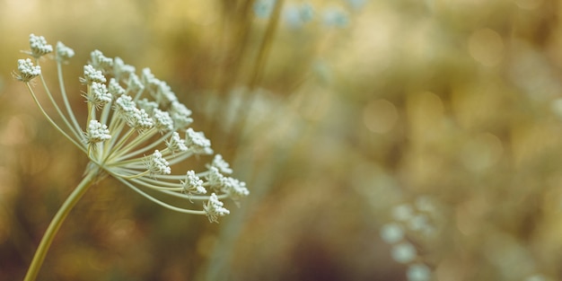 Herbe sauvage de belle prairie dans la lumière du soleil chaude Fond de champ de nature de beauté