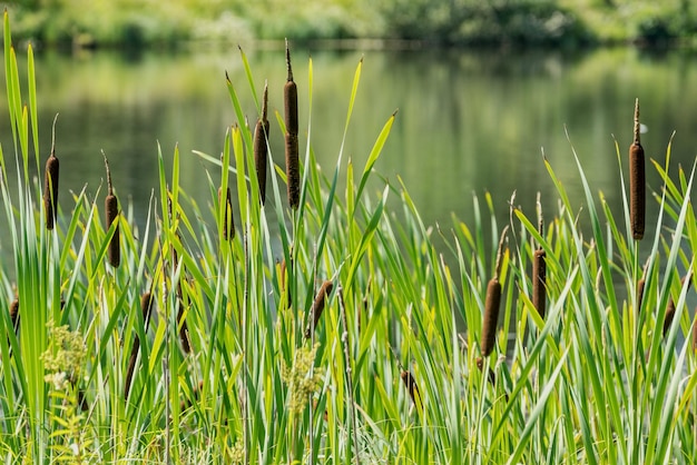 L'herbe sauvage de la canne en fleurs pousse sur la rive du lac et un espace vide pour le texte