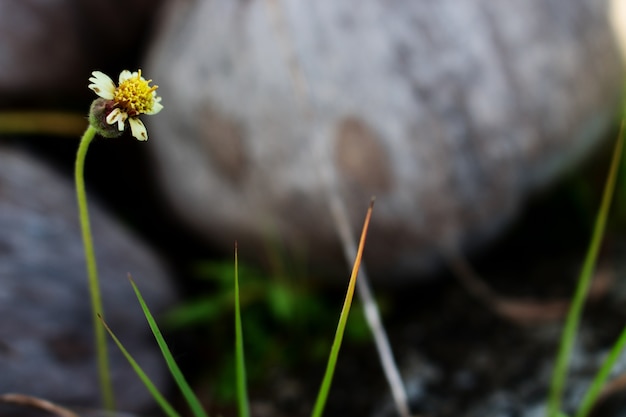 Photo herbe sauvage avec fond gris