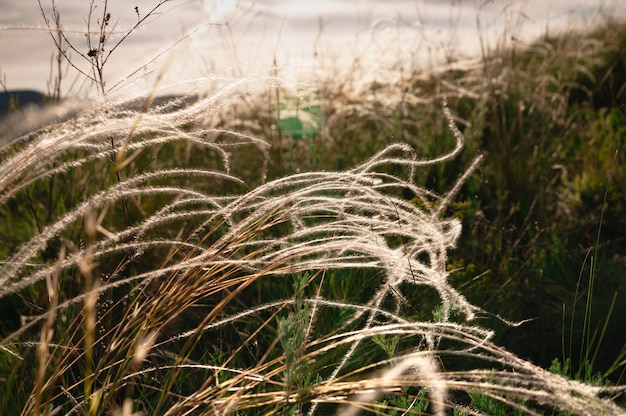 Herbe sauvage de plume d'or de Stipa pulcherrima dans la steppe au coucher du soleil