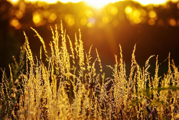 Herbe sèche au coucher du soleil sur une chaude soirée d'été