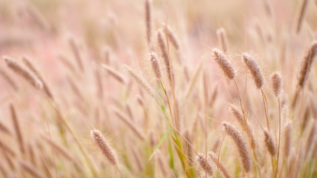 herbe sèche d'automne sur le terrain