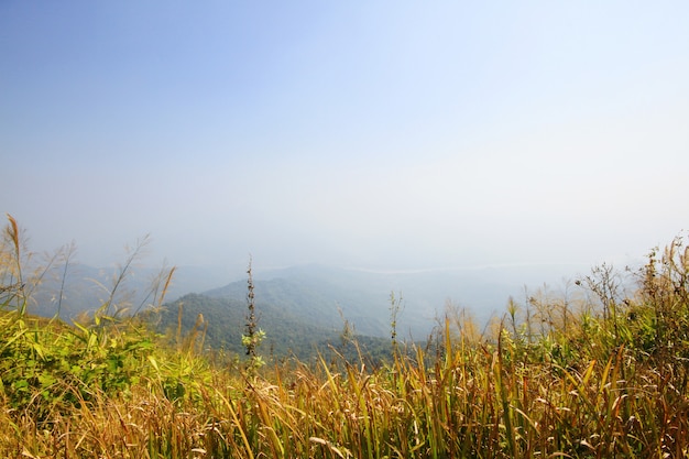 Herbe sèche dorée sur la montagne de la vallée.