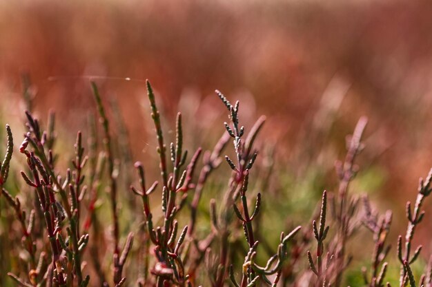 Herbe sèche en été