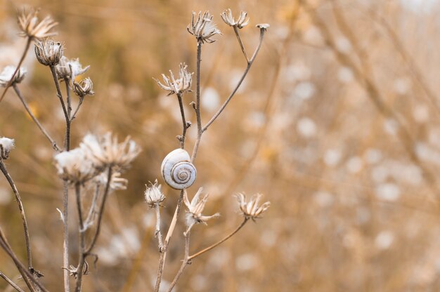 Herbe sèche sur fond jaune avec un escargot sur la tige